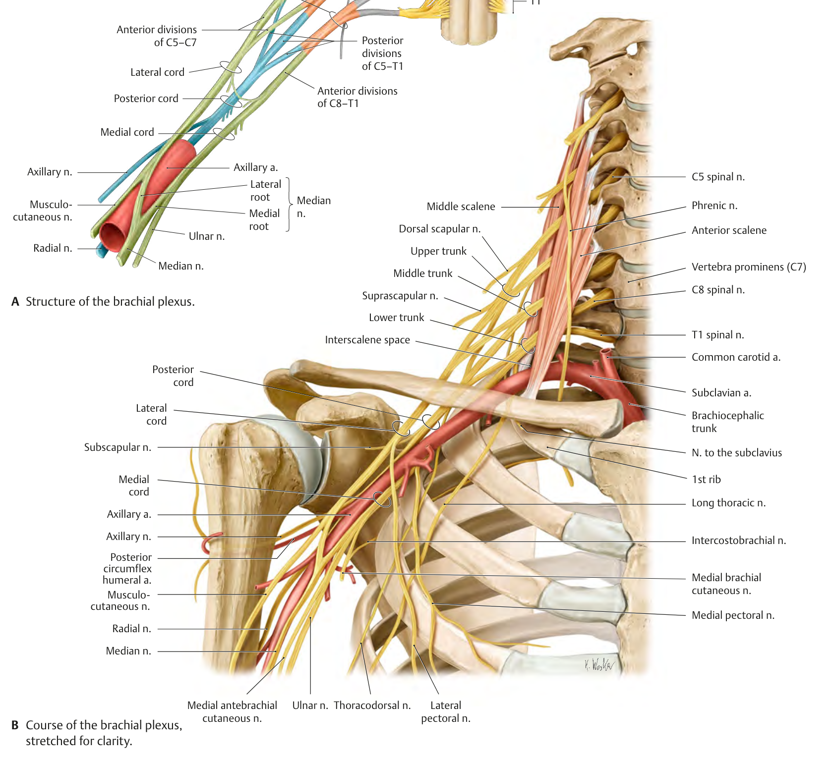 The Brachial Plexus1